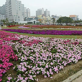 都會裡的森林公園 高雄凹仔底森林公園